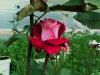 rosas, las mas hermosas rosas, vendo plantas y flores