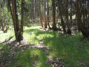  Anuncios de Propiedades en Isla Negra |  Sitios venta isla negra, venta sitios islanegra pablo neruda