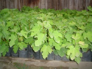 Vivero Higueras Anuncios de Propiedades en San Felipe |  Vivero Higueras, Venta directa