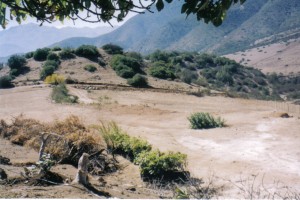 ALBERTO Anuncios de Propiedades en La Ligua |  PARCELA AGR&Iacute;COLA VENDO, ESPECIAL PARA GRANADOS, NOGAL, PALTO, OLIVOS VI&Ntilde;EDOS