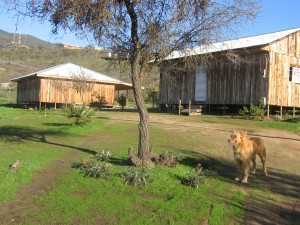 Ovando y Cabrera Servicios Ltda. Anuncios de Propiedades en Melipilla |  Parcela en Altos de Popeta, camino a Rapel, km 17. � Melipilla, Parcela con casa y Local 5.000 Mt� terreno 