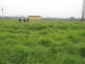 Ovando y Cabrera Servicios Ltda. Anuncios de Propiedades en Melipilla |  VENDO PARCELA MELIPILLA SECTOR ESMERALDA TERRENO DE 5000 Mt� , Vendo Parcela de agrado, terreno 5.000 Mt� , MELIPILLA