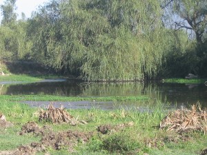 Ovando y Cabrera Servicios Ltda. Anuncios de Propiedades en Melipilla |  15 Hect&aacute;reas en Bollenar - Melipilla, Hect&aacute;reas Agr&iacute;colas-Ganaderas